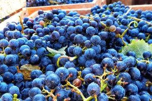 1-rajacki-vinogradi-10