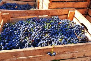 1-rajacki-vinogradi-12