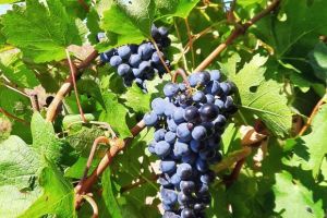 1-rajacki-vinogradi-14