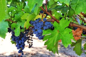 1-rajacki-vinogradi-16
