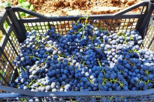 1-rajacki-vinogradi-19
