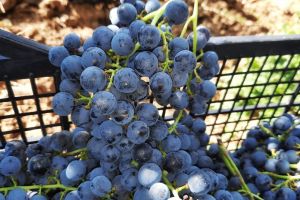 1-rajacki-vinogradi-21