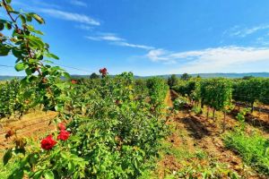 1-rajacki-vinogradi-23