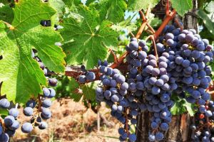 1-rajacki-vinogradi-24