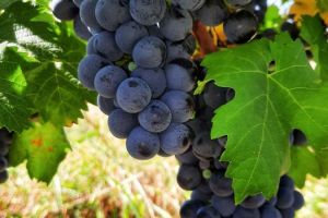 1-rajacki-vinogradi-25