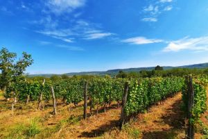 1-rajacki-vinogradi-27
