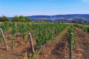 1-rajacki-vinogradi-32