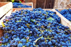 1-rajacki-vinogradi-9